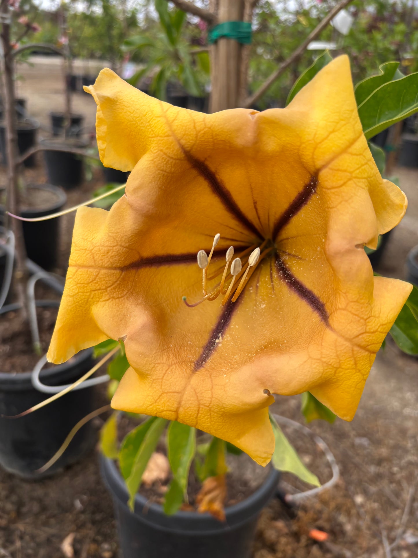 Solandra maxima - Cup of Gold Vine