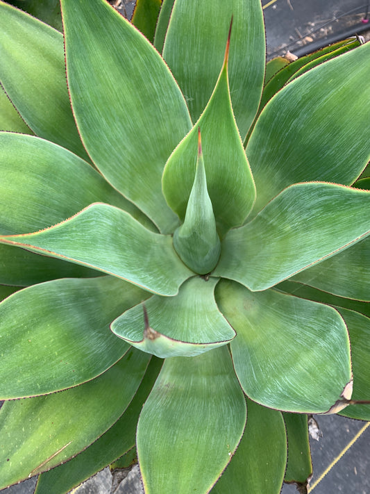 Blue Flame Agave