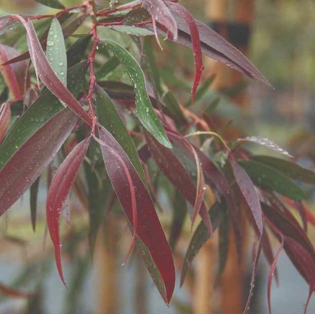 Burgundy Peppermint Willow