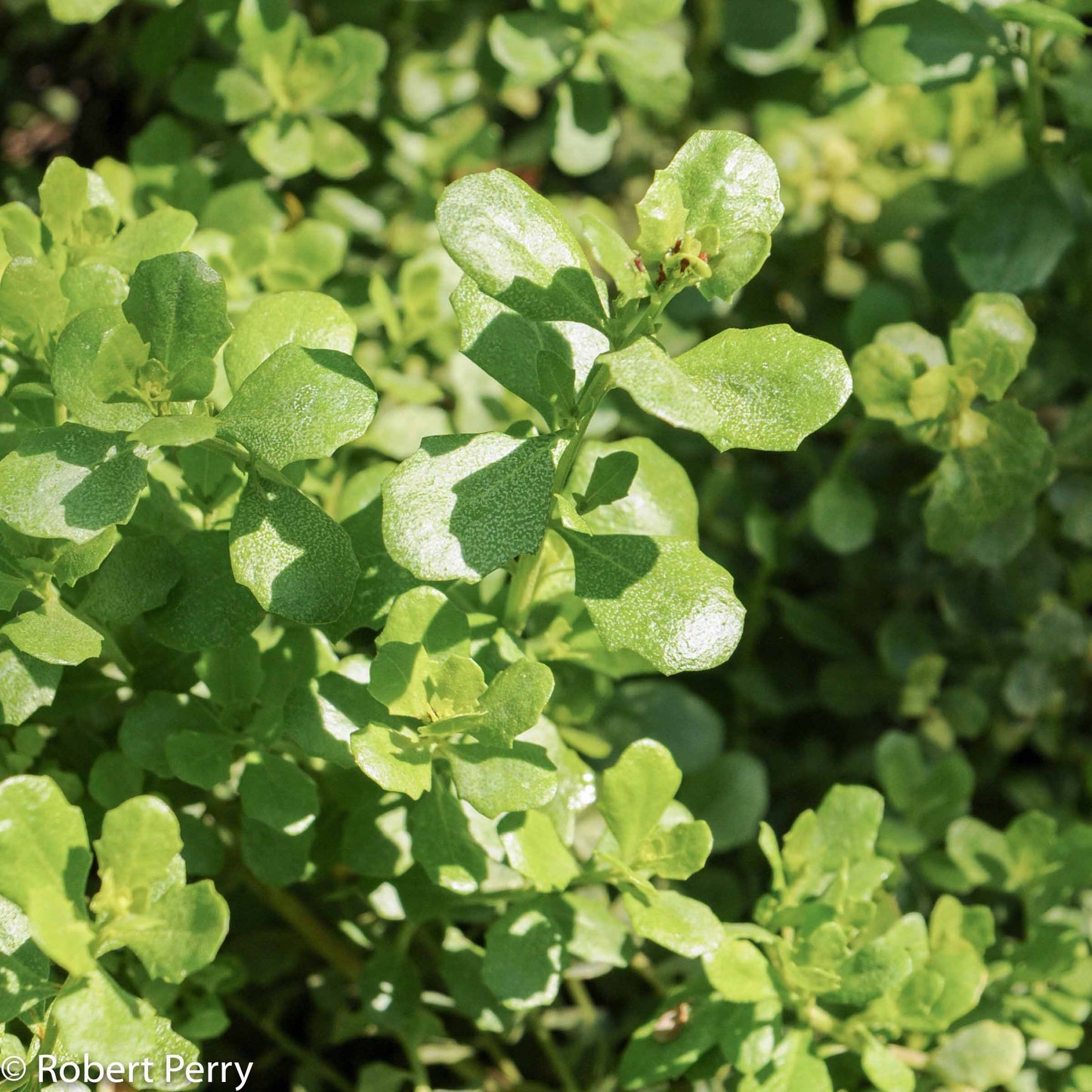 Coyote Brush 'Pigeon Point'