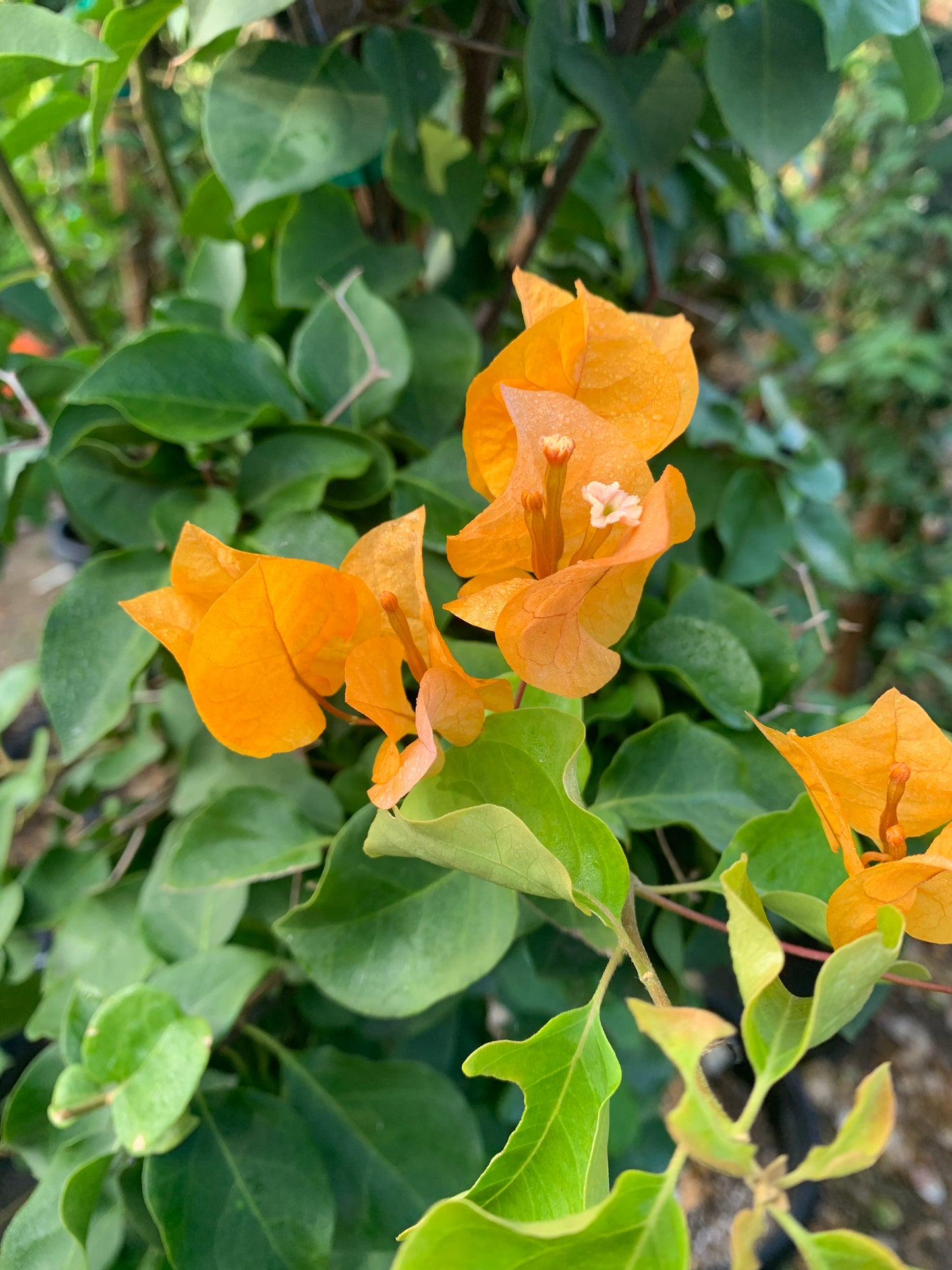 California Gold Bougainvillea