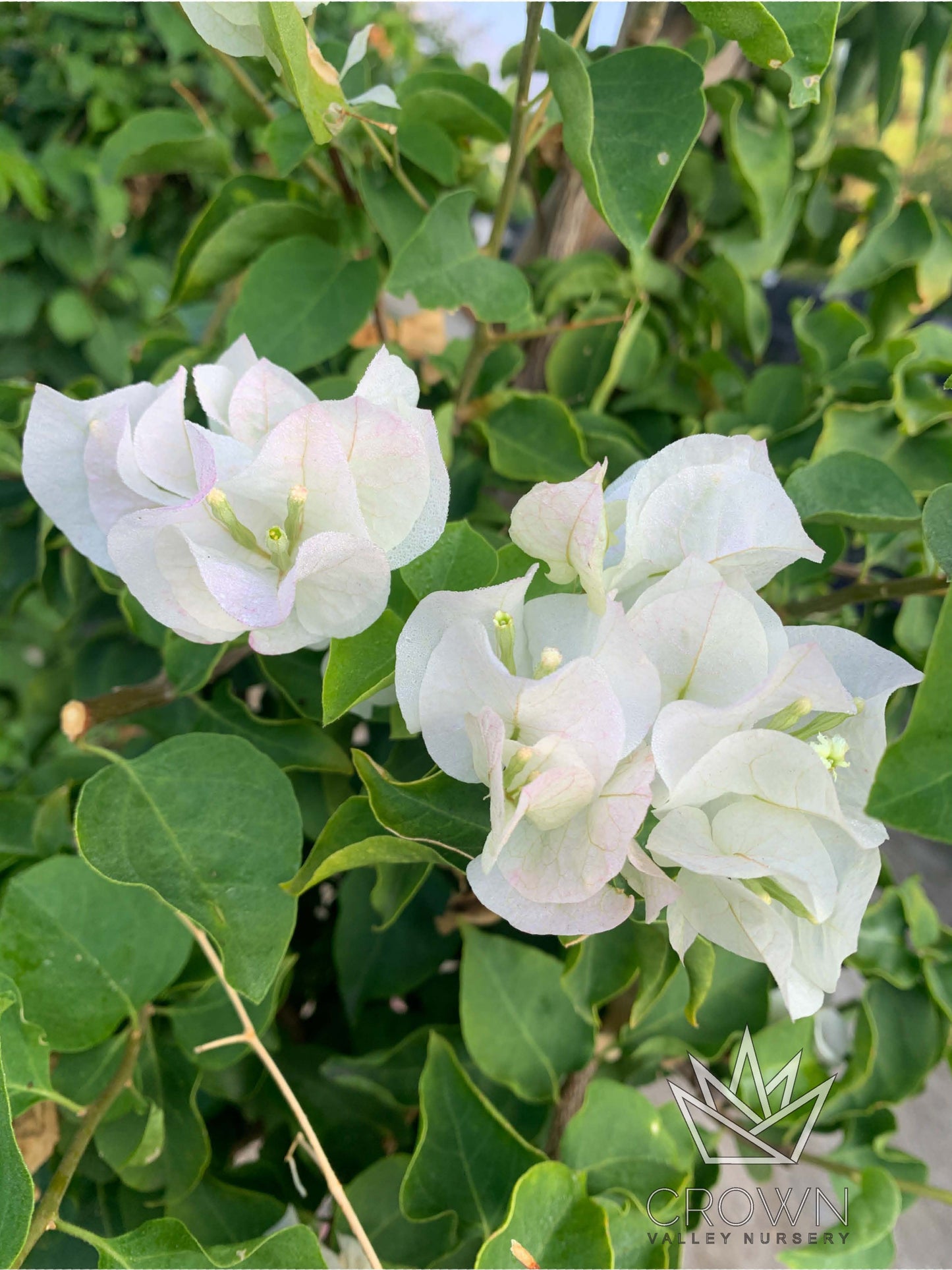 Mary Palmer Bougainvillea