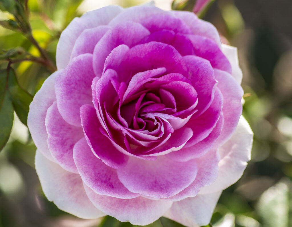 Iceberg Rose 'Brilliant Pink'