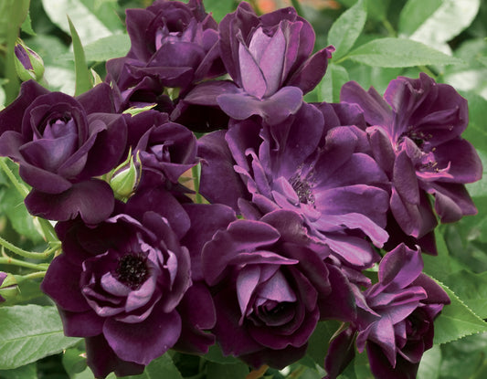 Iceberg Rose 'Burgundy'