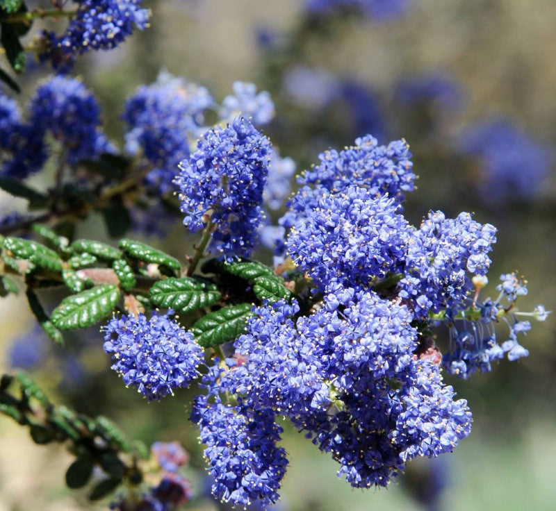 Dark Star Ceanothus