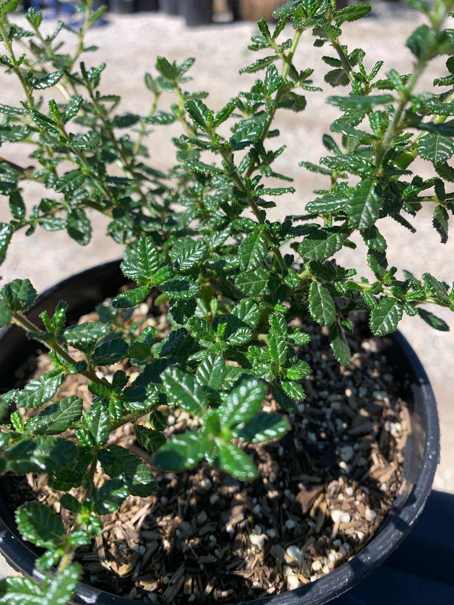 Dark Star Ceanothus