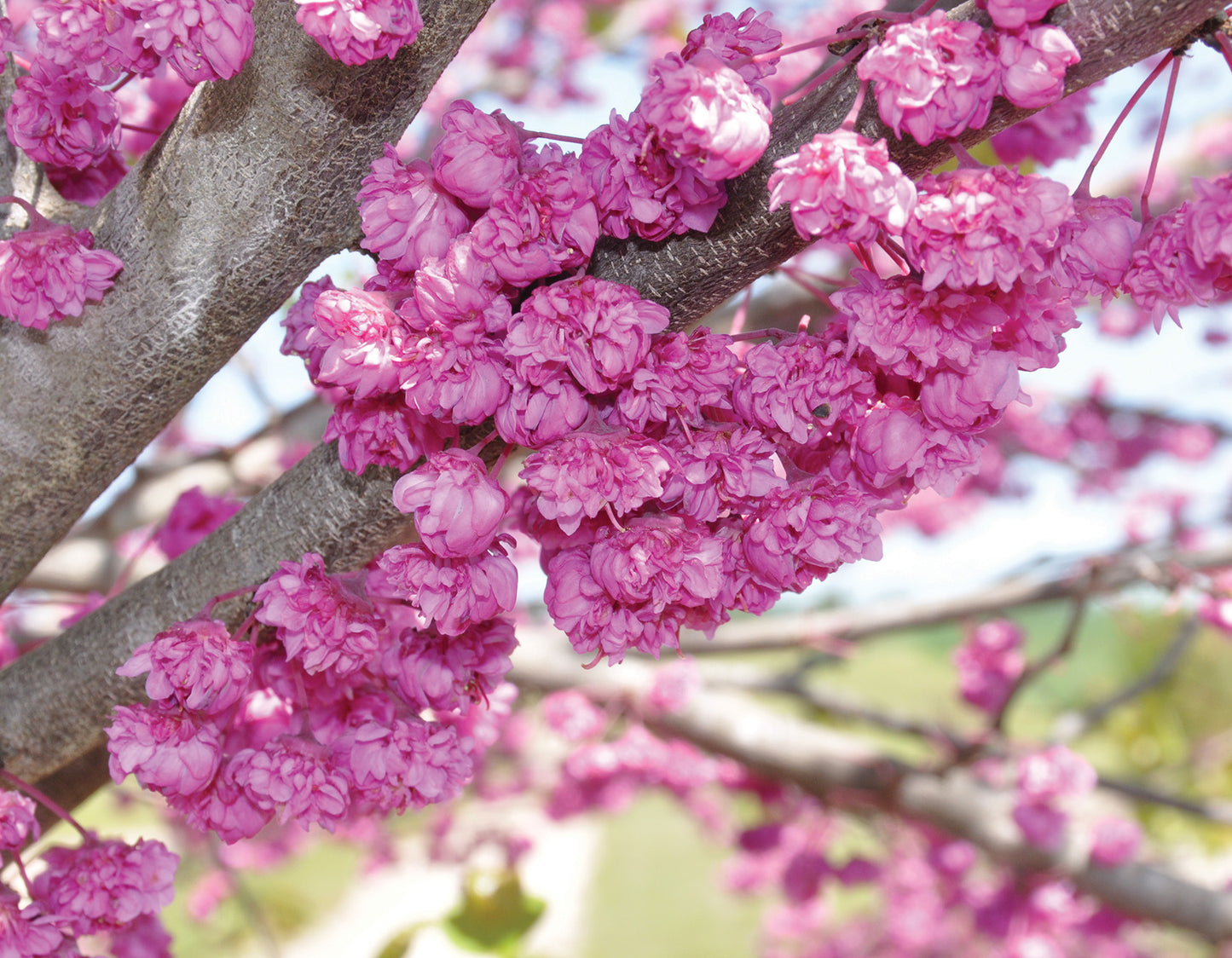 Pink Pom Poms Eastern Redbud