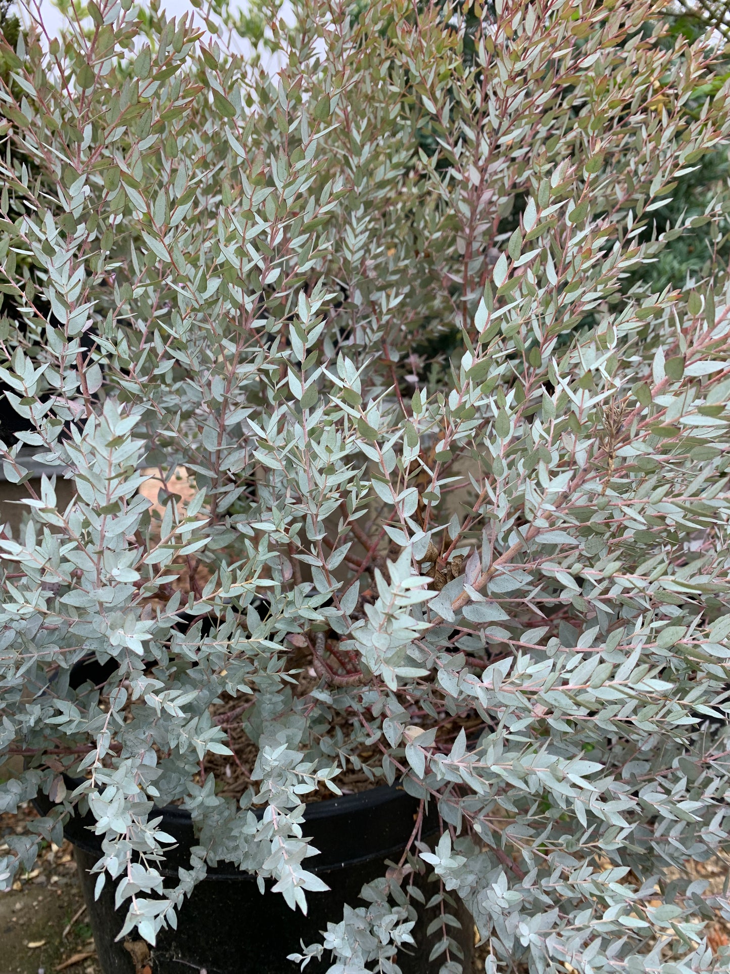 Eucalyptus Moon Lagoon