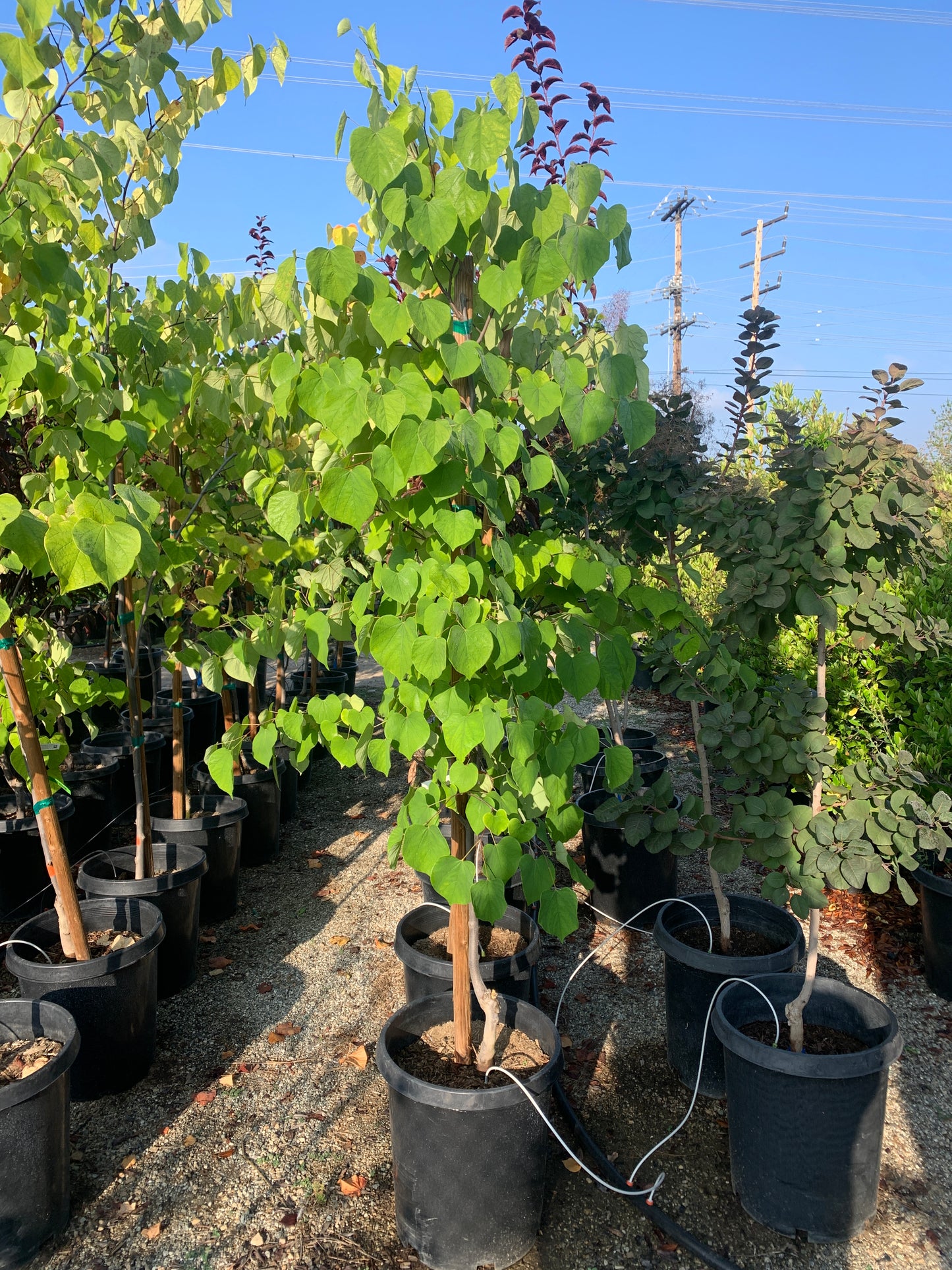 Eastern Redbud