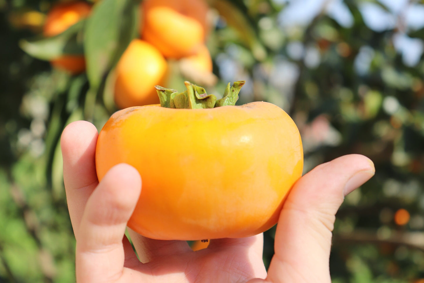 Fuyu (Jiro) Persimmon