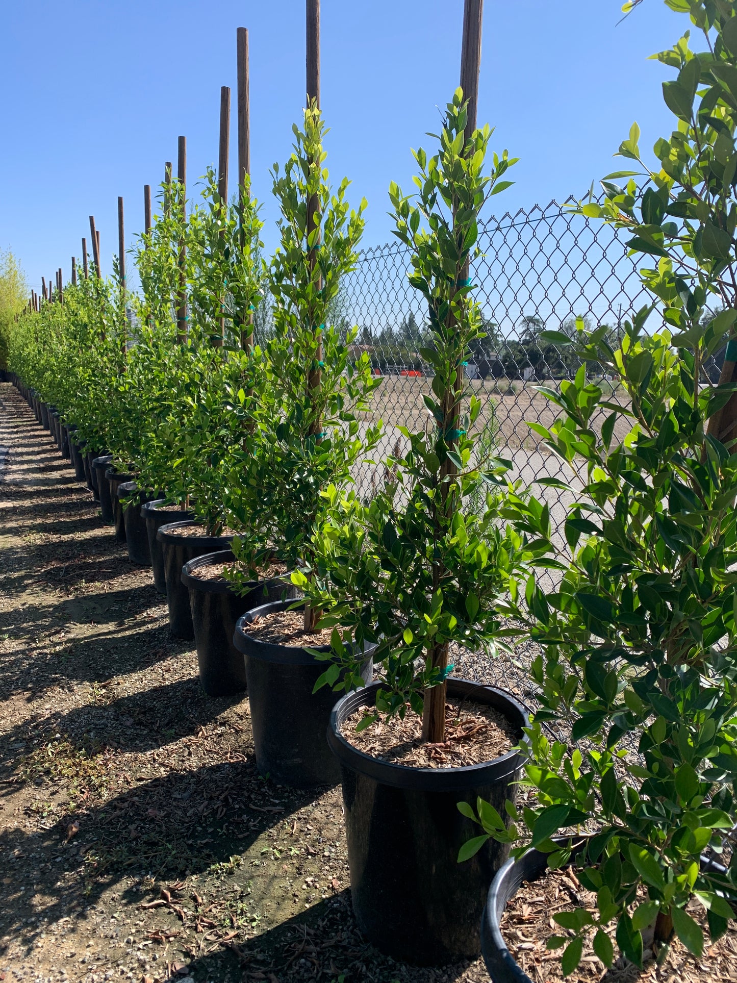 Indian Laurel Fig