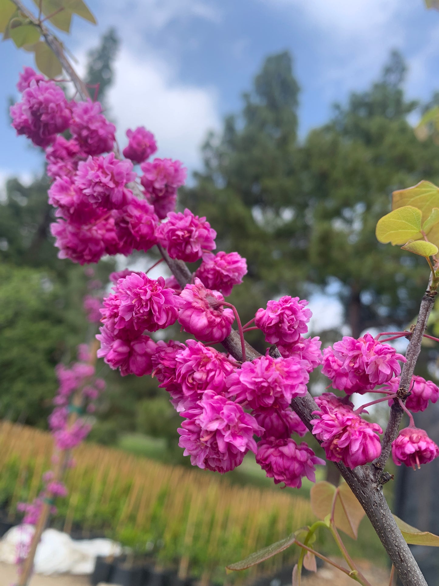 Pink Pom Poms Eastern Redbud