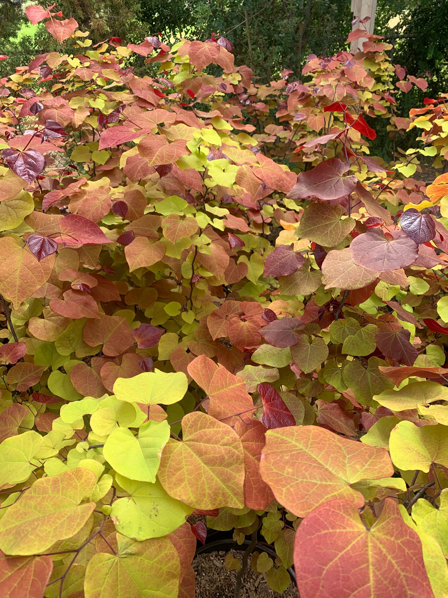 Flame Thrower® Redbud