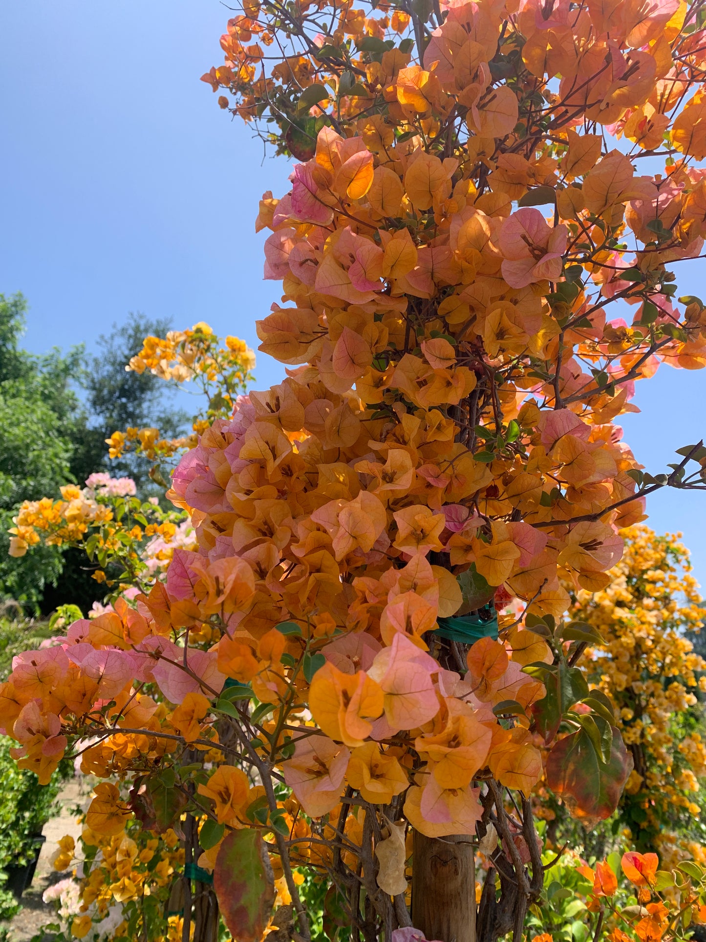 Flame Bougainvillea