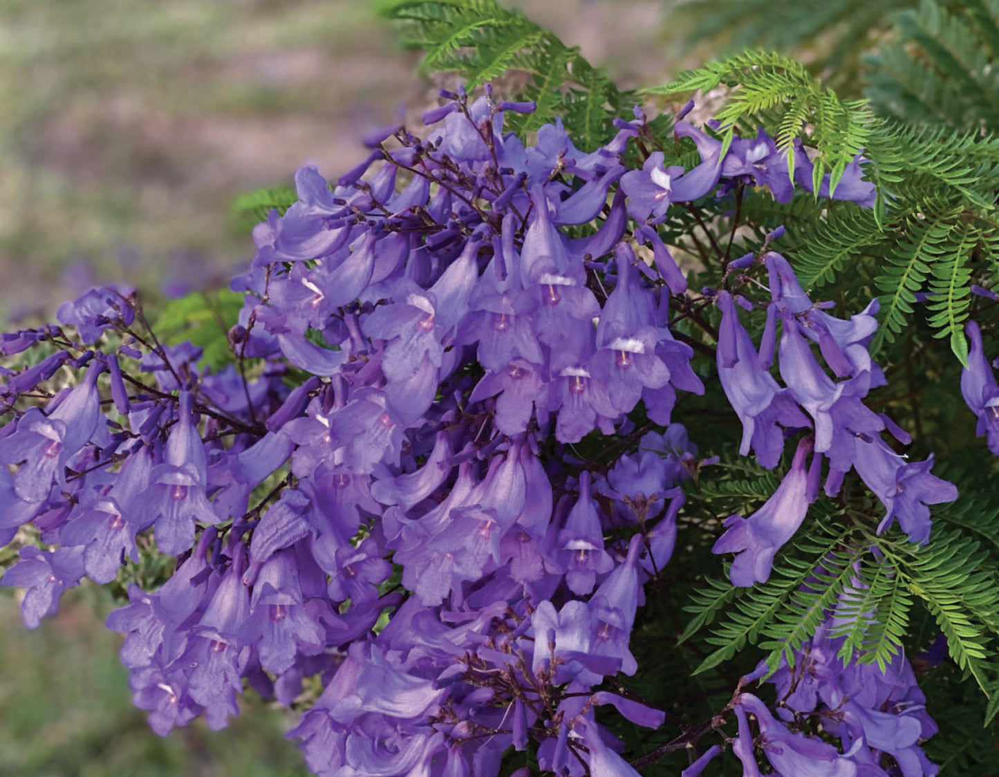 Bonsai Blue Jacaranda