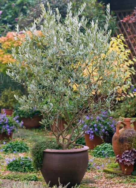 potted olive plant Majestic Beauty® Fruitless Olive – Crown Valley Nursery
