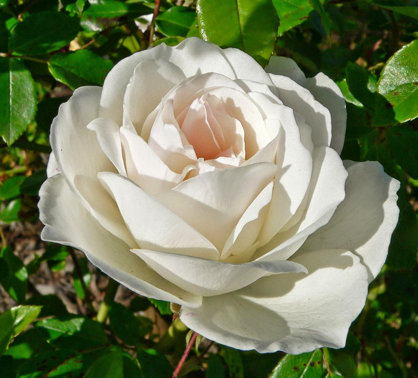 Iceberg Rose 'White'