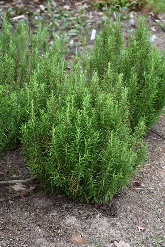 Barbeque Rosemary