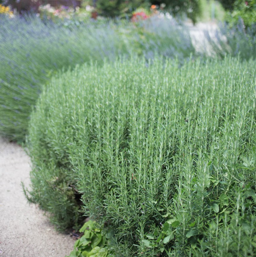 Tuscan Blue Rosemary