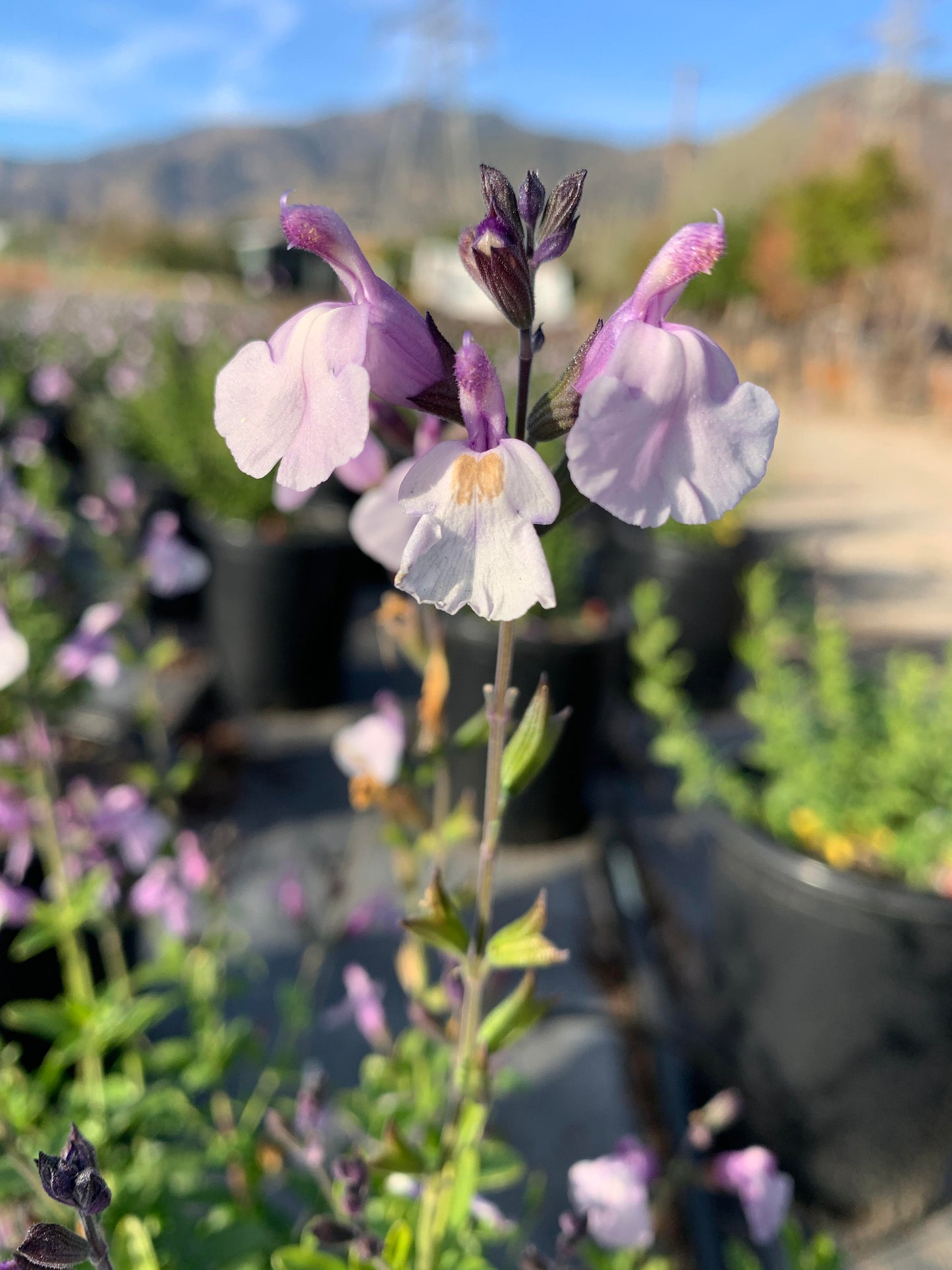 Autumn Sage 'Smokin' Lavender'