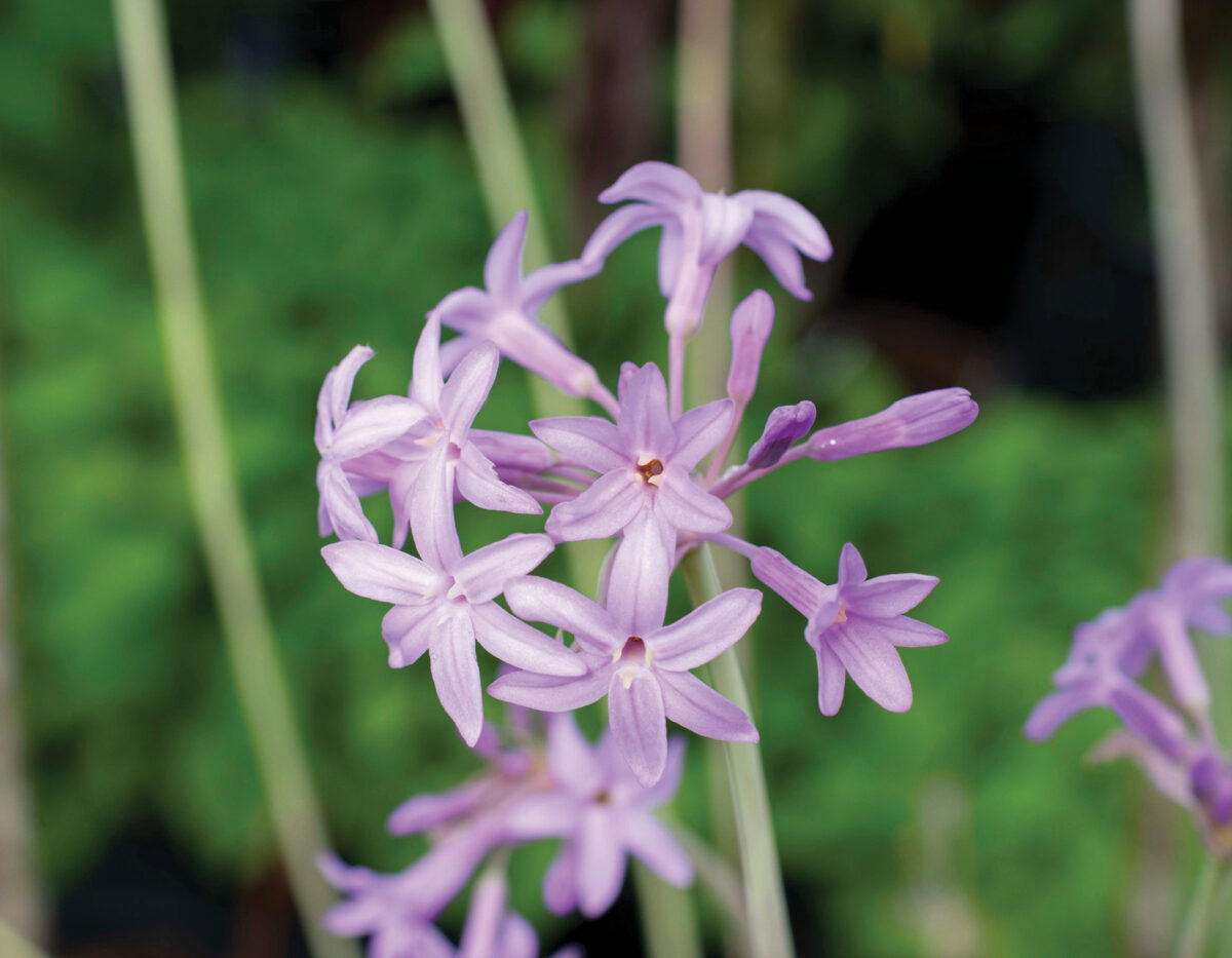 Flamingo Society Garlic