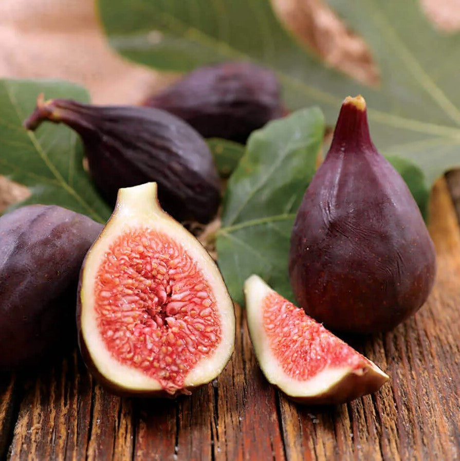 Violette de Bordeaux Fig