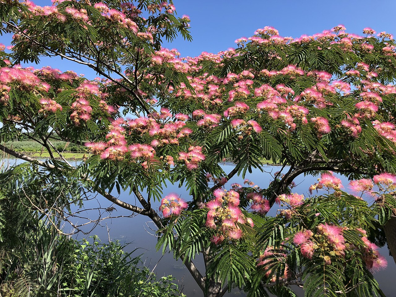 Silk Tree