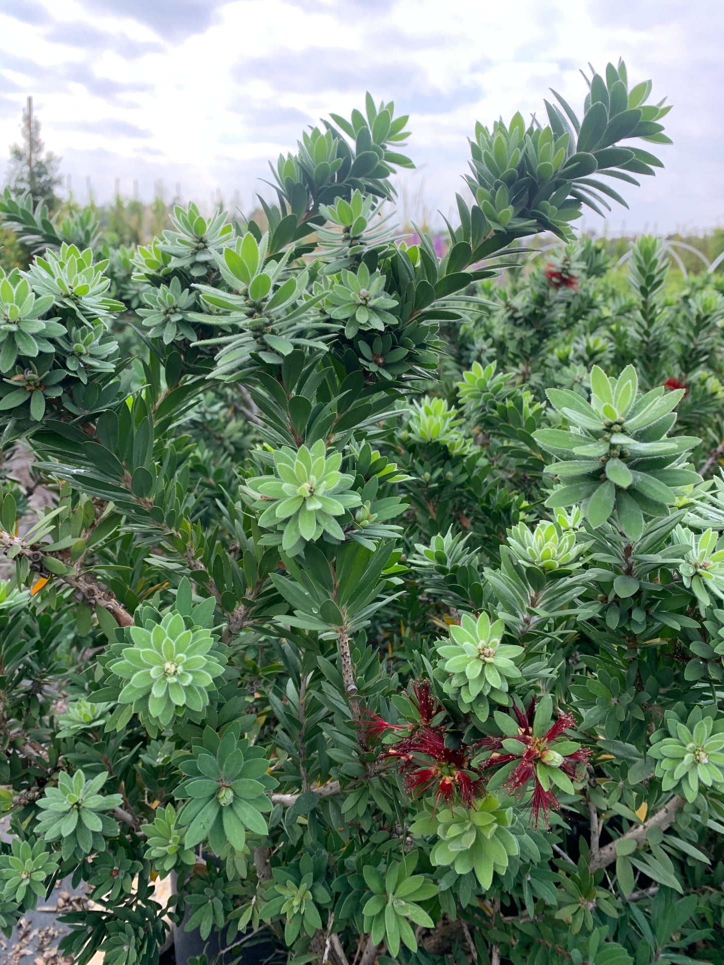 Better John Bottlebrush