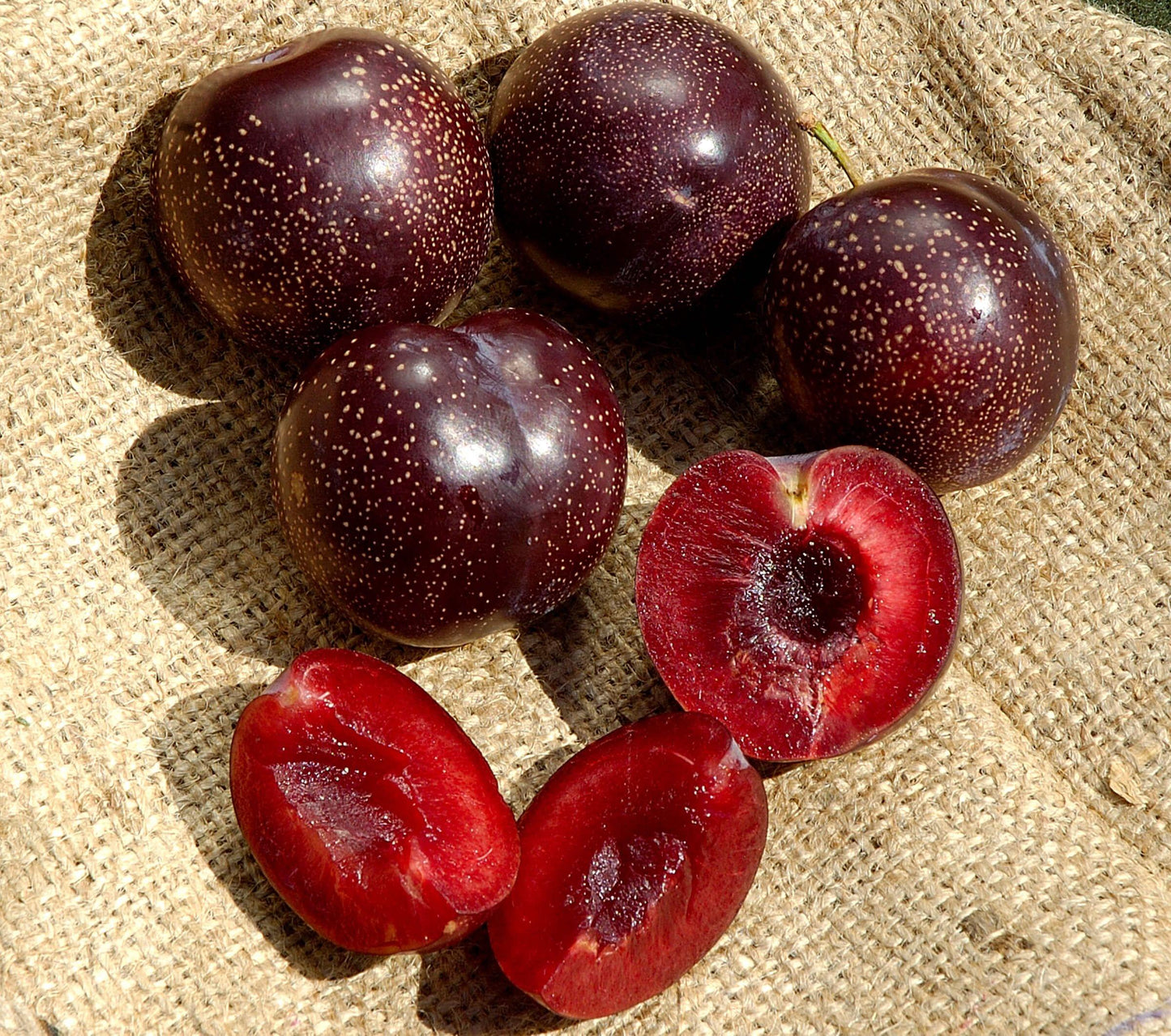 Burgundy Plum