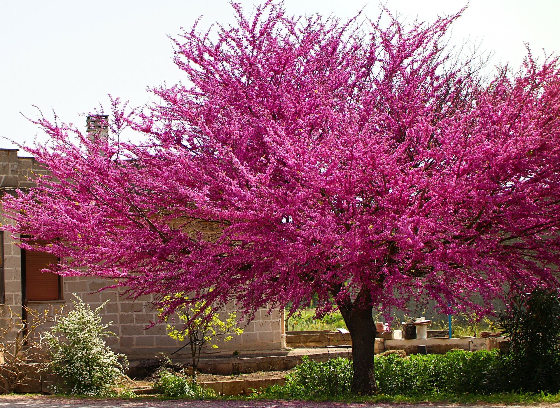 Pink Pom Poms Redbud Tree - Buy Flowering Trees