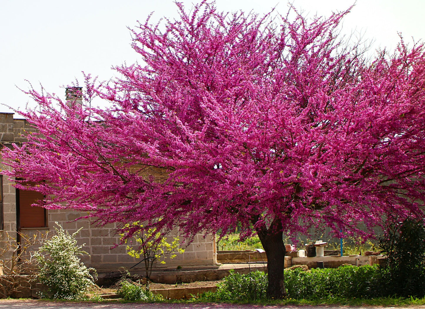 Merlot Redbud