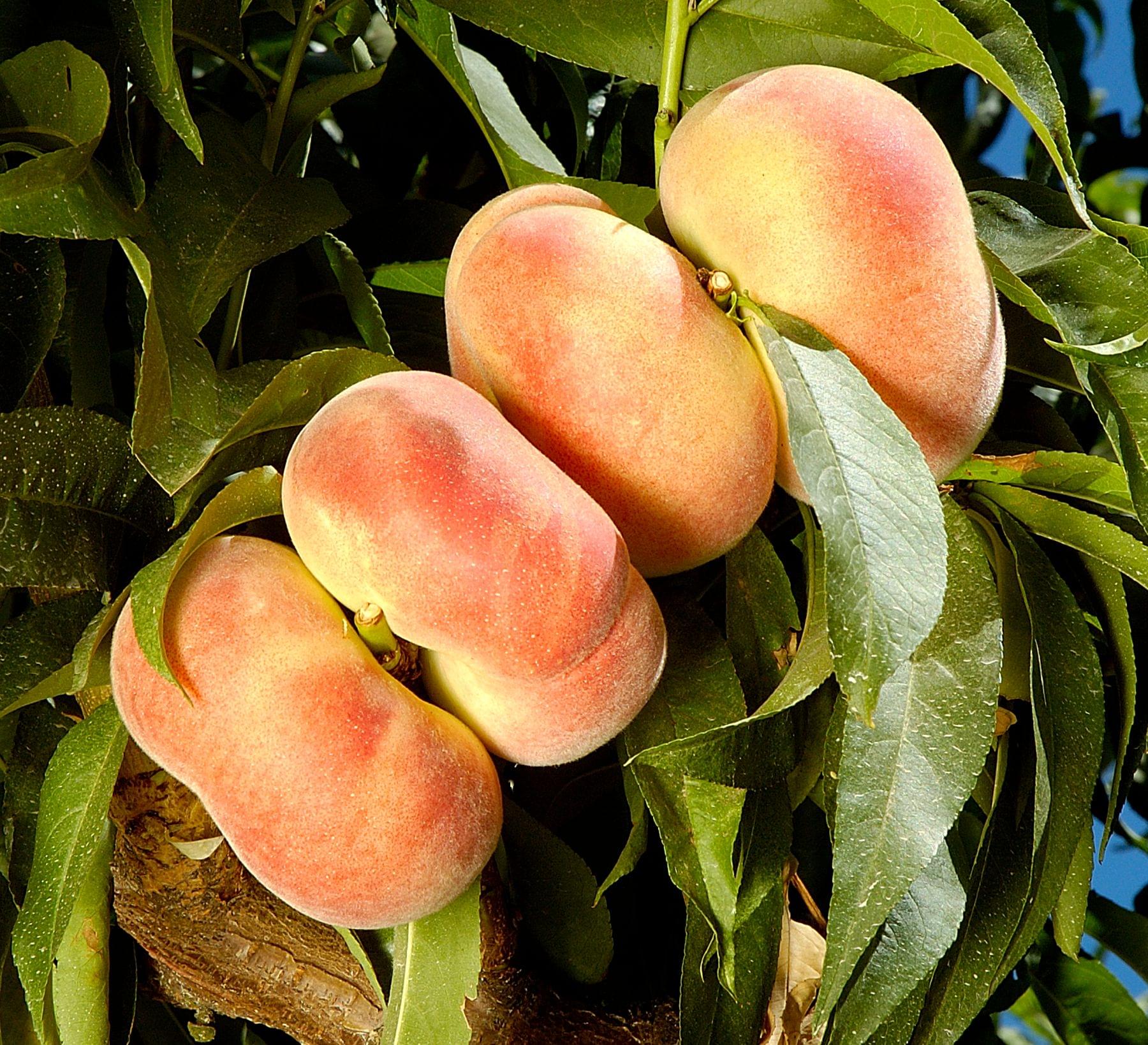 Donut Stark Saturn Peach Crown Valley Nursery donut-stark-saturn-peach-crown-valley-nursery