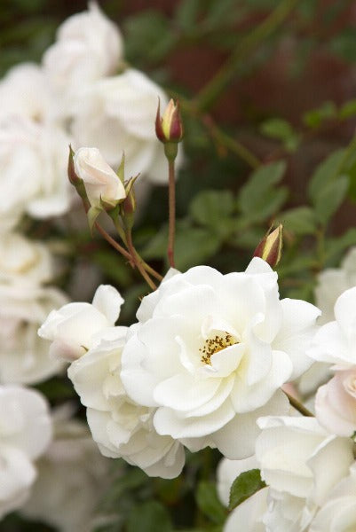 Iceberg Rose 'White'
