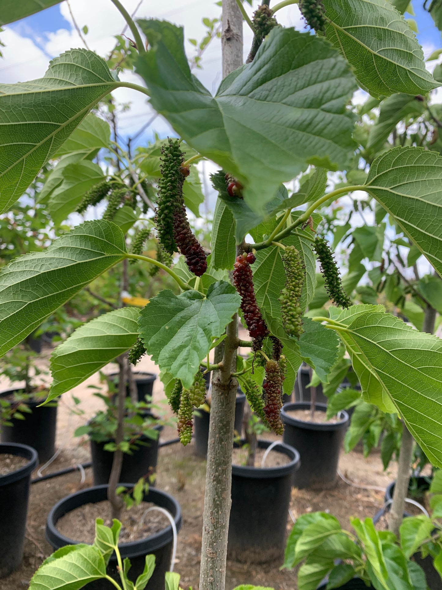 Pakistan Mulberry