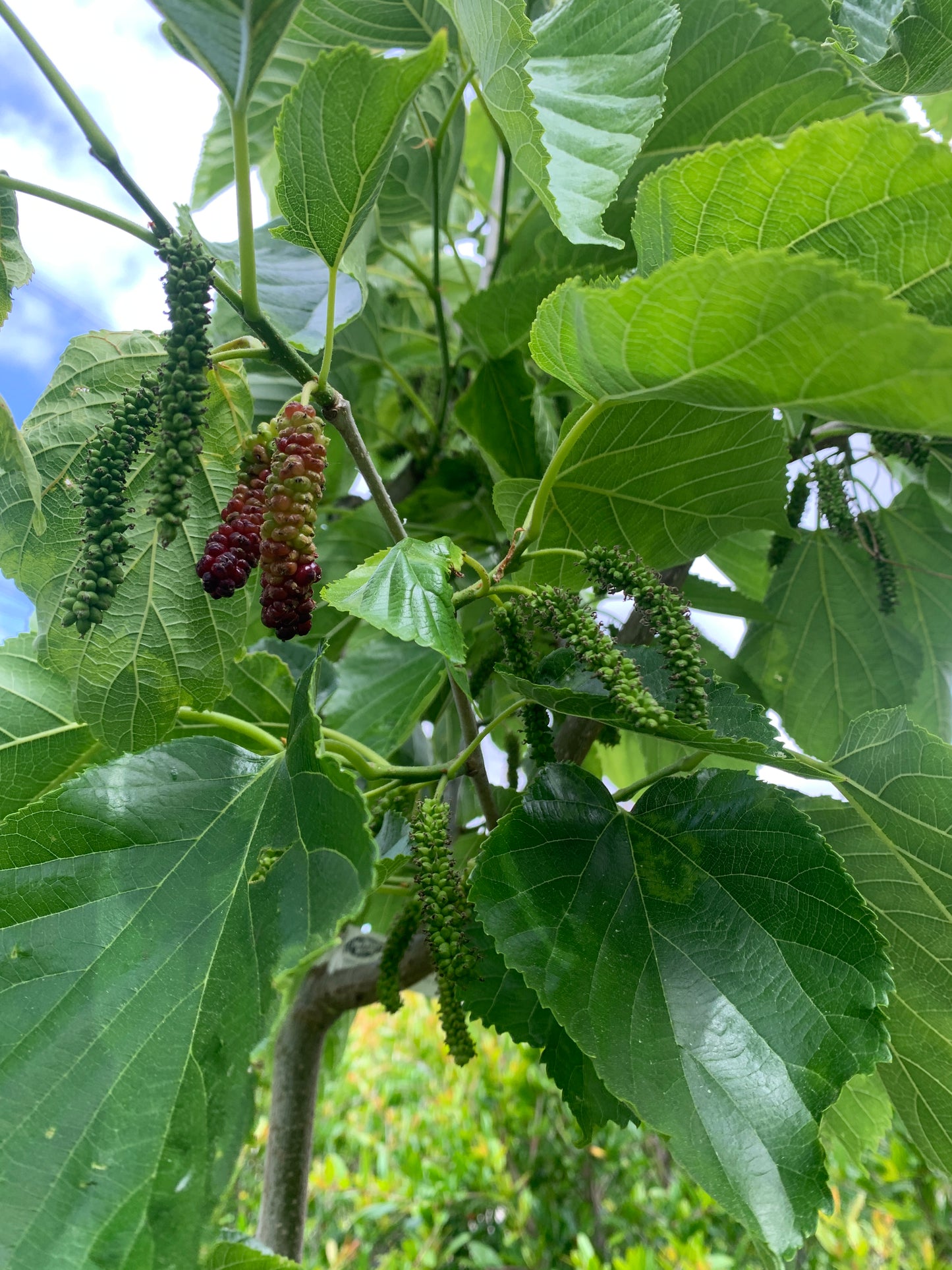 Pakistan Mulberry