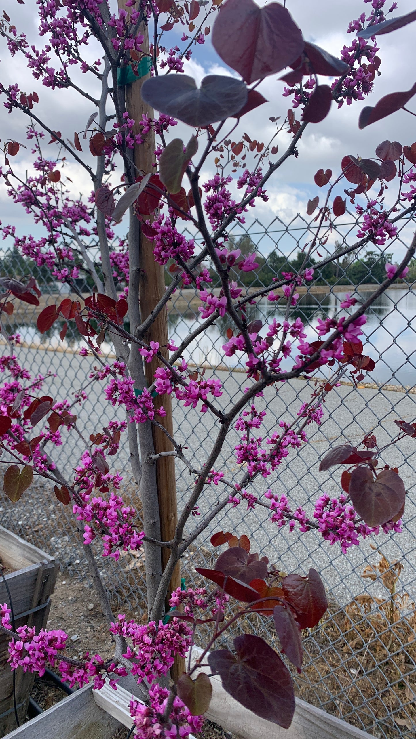 Merlot Redbud