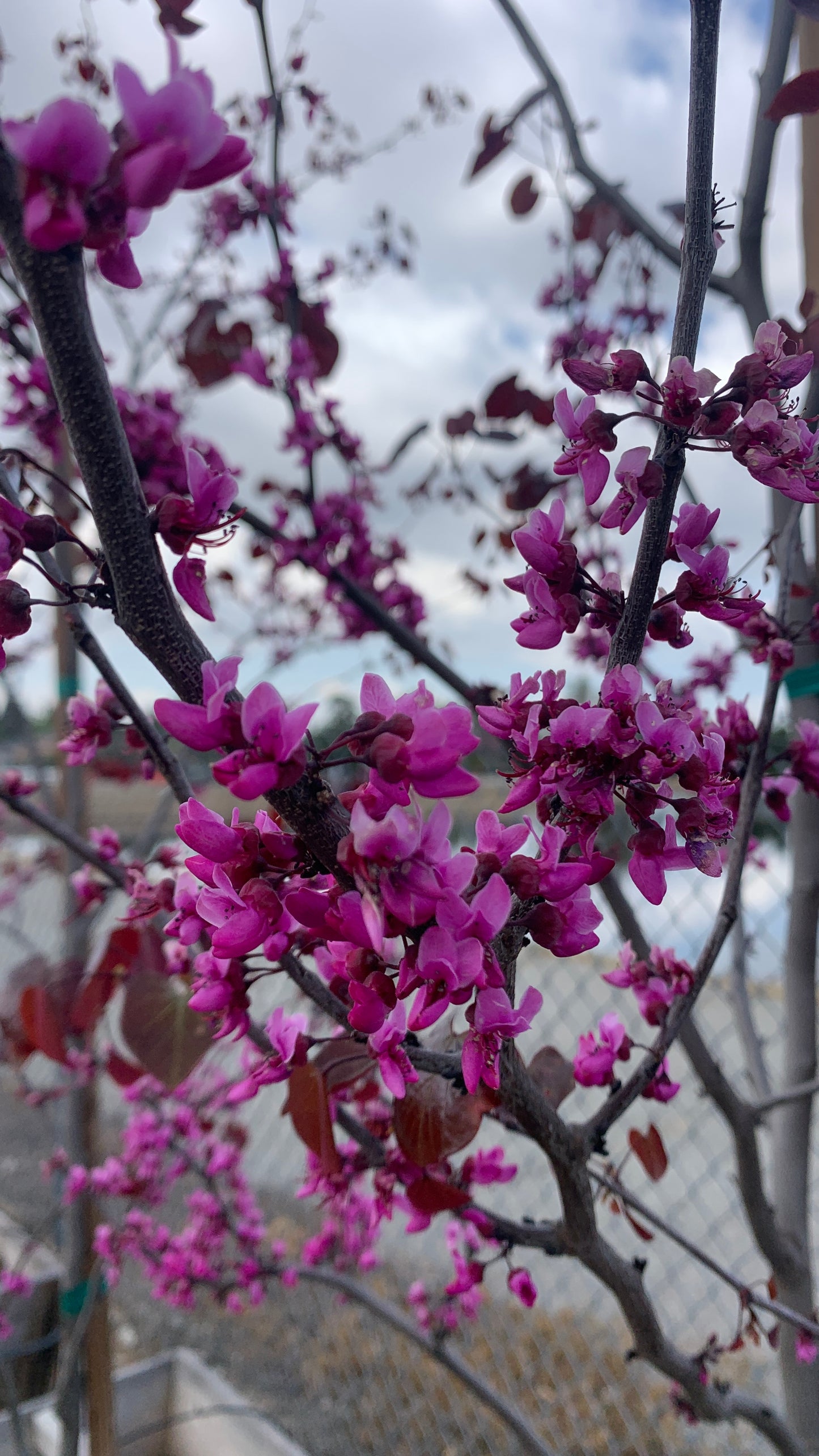 Merlot Redbud