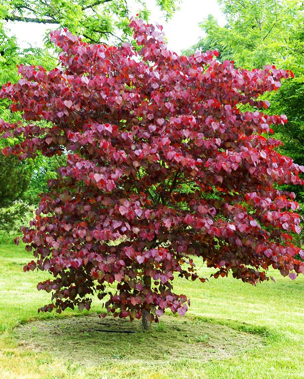 Merlot Redbud