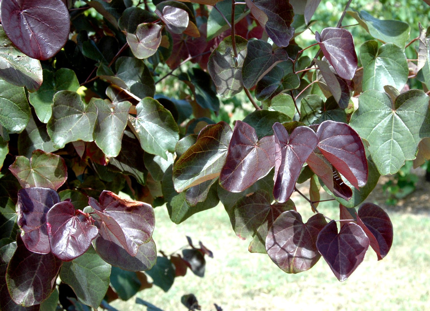 Merlot Redbud