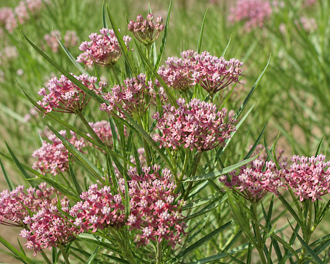 Narrow Leaf Milkweed
