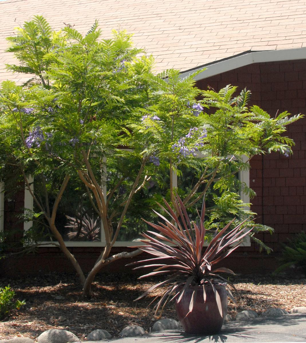 blue bonsai tree real Bonsai Blue Jacaranda – Crown Valley Nursery