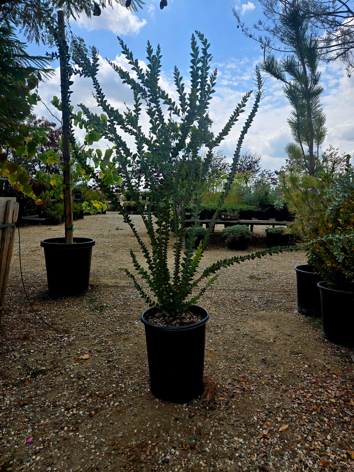 Knife leaf acacia