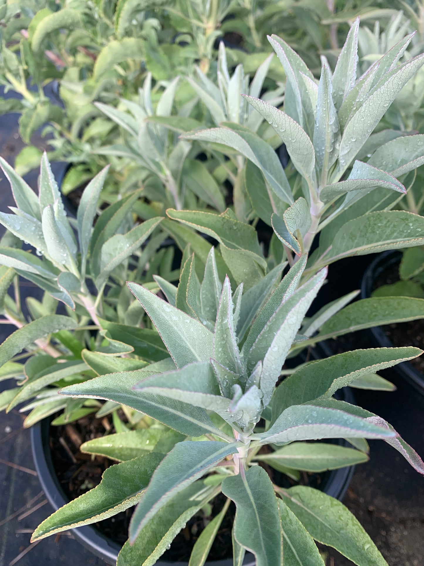 White Sage