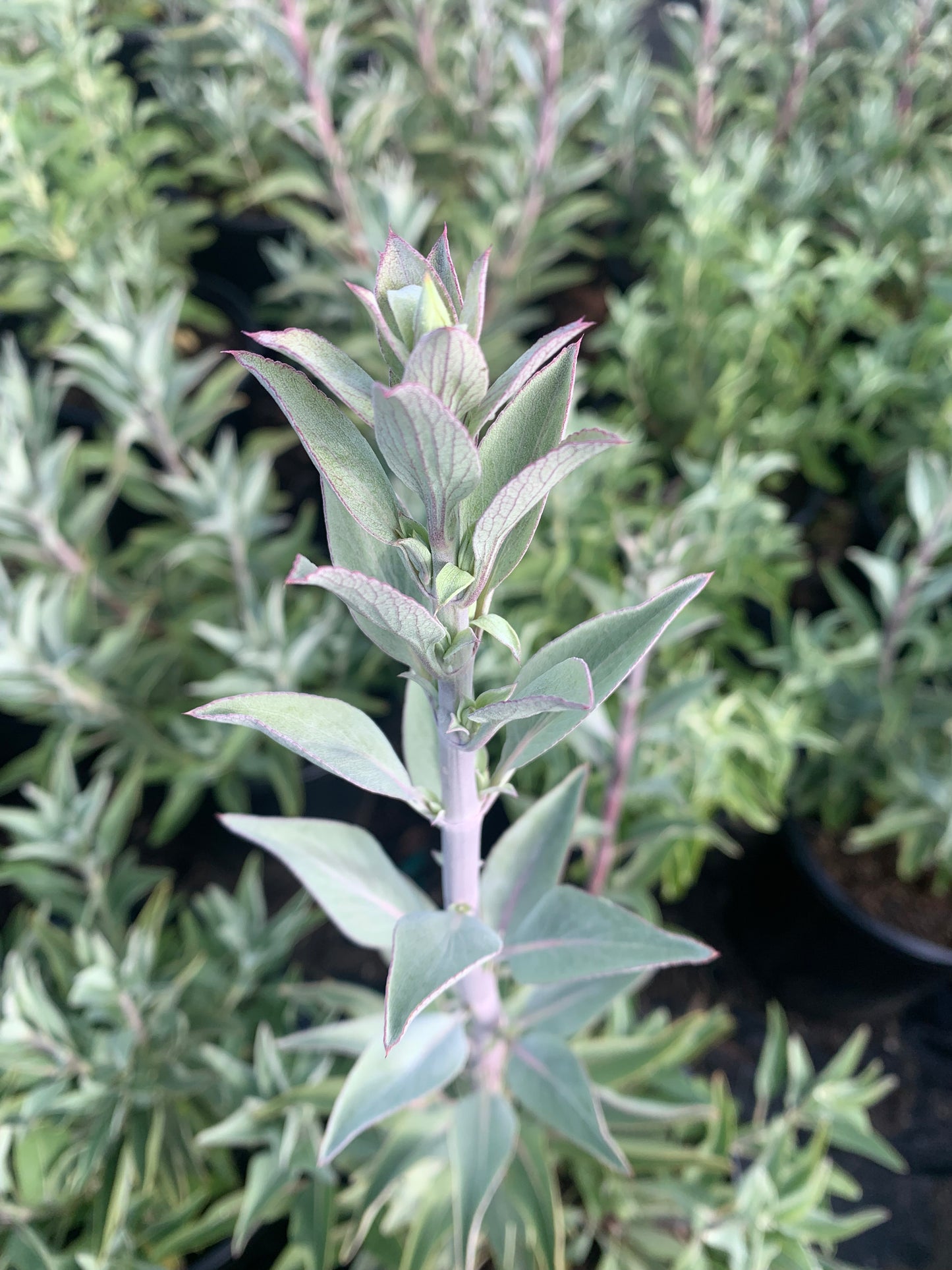 White Sage