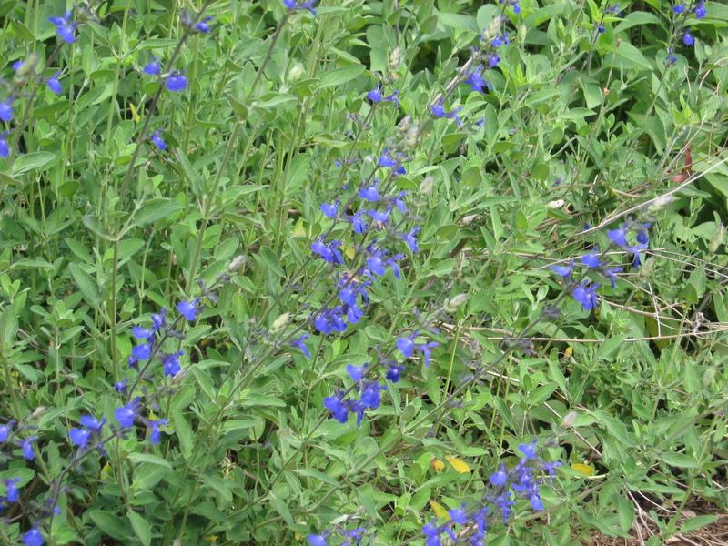 Marine Blue Sage