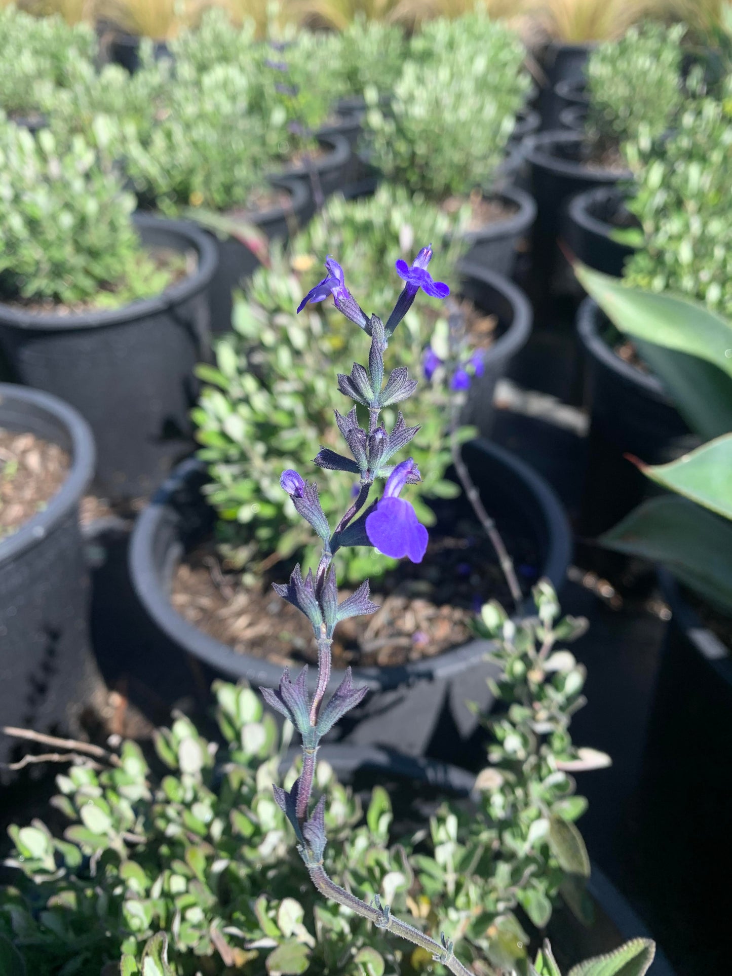 Marine Blue Sage