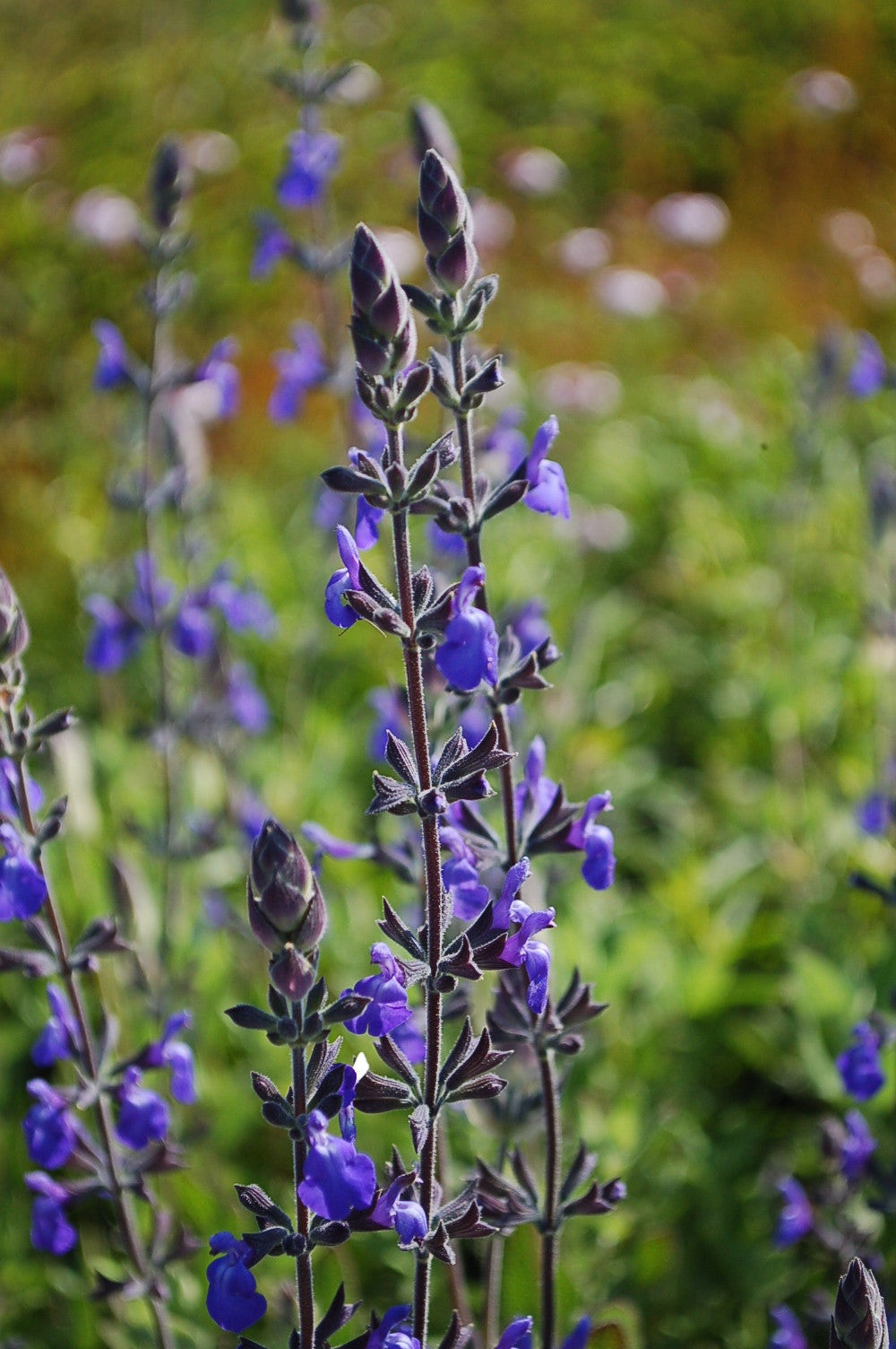 Marine Blue Sage