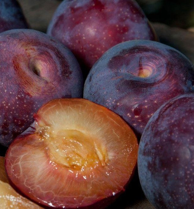 Late Santa Rosa Plum