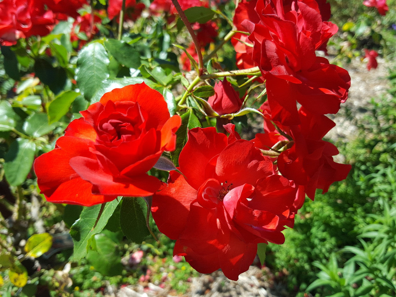 Sevillana Rose