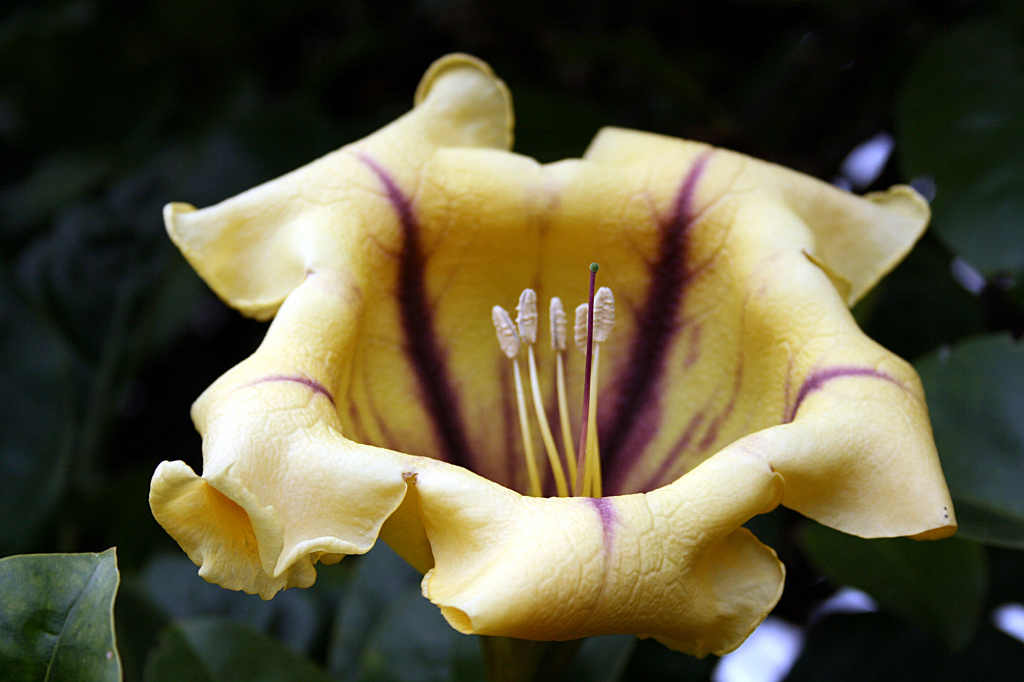 Solandra maxima - Cup of Gold Vine